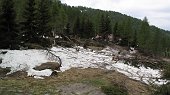 12 Pineta abbattuta dietro la baita